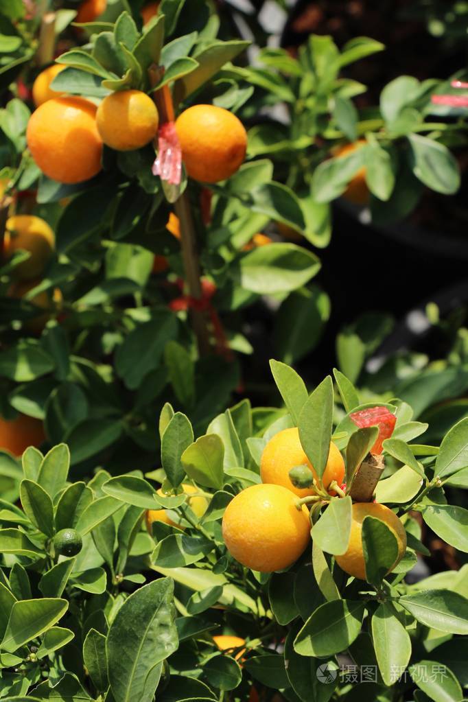 成熟的橙果挂在树上