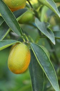 成熟的橙果挂在树上