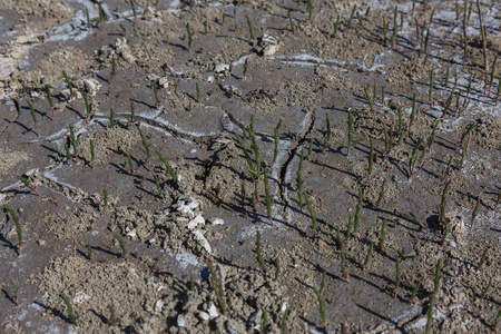 干旱。 干涸的湖底河海。 死蟹由于干旱而干燥。 干旱的干燥裂缝性土壤。 干旱气候变化死亡无水分的概念。 生态。 灾难。 神