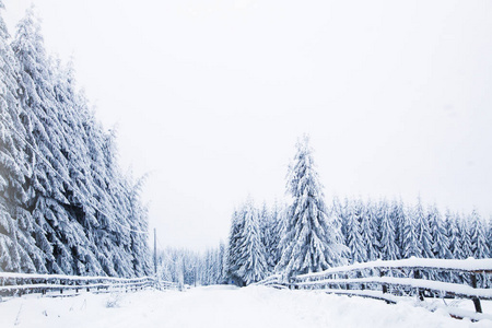 冬季仙境雪杉树