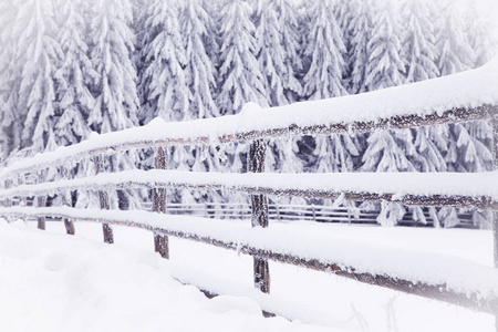 冬季仙境雪杉树