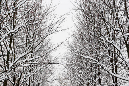 在城市公园雪下的树枝