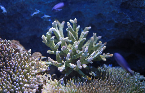 水族馆水箱里的珊瑚