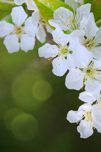 花树在绿色自然背景。春天背景