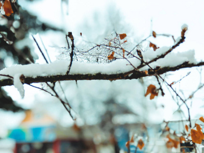 一棵树的片状, 雪中的叶子。城市街道上的雪。巴库里亚尼冬季的开始