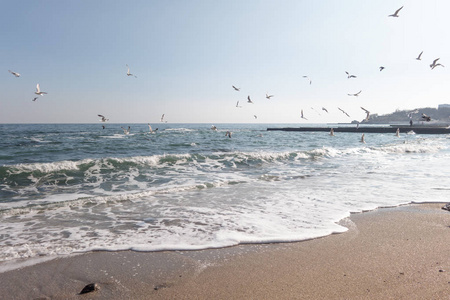 海鸥海滩图片