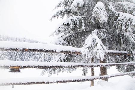 冬季仙境雪杉树