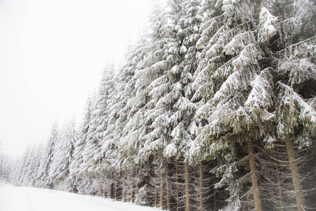 冬季仙境雪杉树