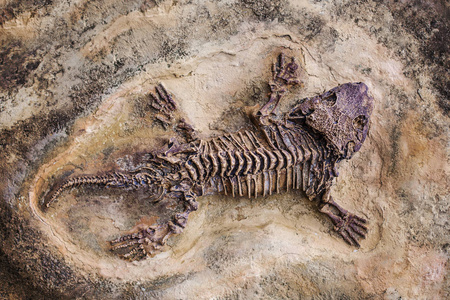 恐龙蜥蜴化石。 岩石上史前蜥蜴骨骼化石