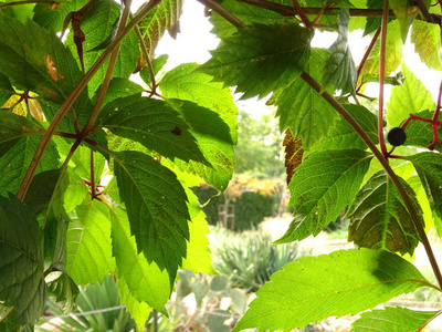 绿色植物叶片背景接近