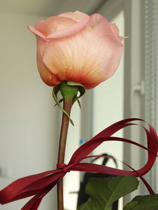 浪漫的淡粉色玫瑰，红葡萄酒弓