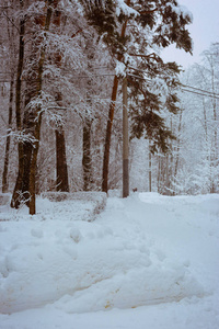 大雪过后，满是积雪的雪地公园