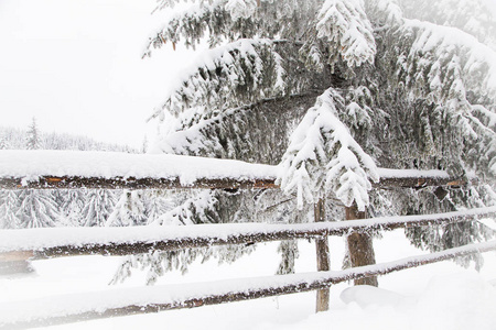 冬季仙境雪杉树