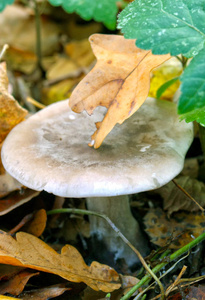 秋天森林里的野生蘑菇。