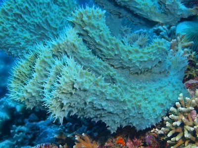 印尼北部苏拉威西布纳肯岛的神奇而神秘的水下世界