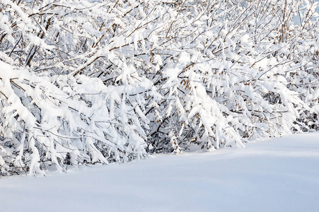 冬天的一天，公园里被雪覆盖的灌木