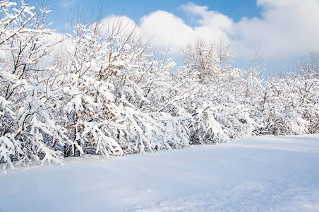 冬季城市公园雪下灌木