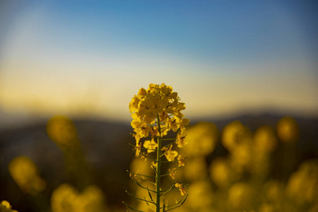 神奈川县舒南 azumayama 公园的 canola 花园关闭