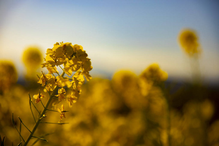 神奈川县舒南 azumayama 公园的 canola 花园