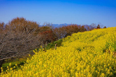 神奈川县舒南 azumayama 公园的 canola 花园