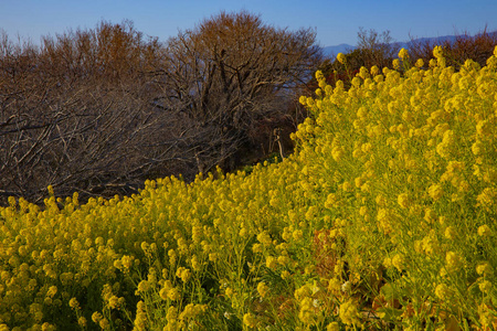 神奈川县舒南 azumayama 公园的 canola 花园