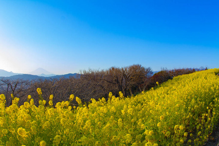 神奈川县舒南 azumayama 公园的 canola 花园