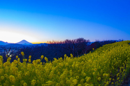 神奈川县舒南 azumayama 公园的 canola 花园