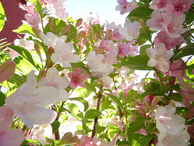 粉红树花背景特写.