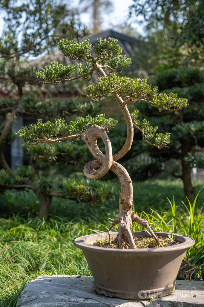 盆栽树照片-正版商用图片1914u5-摄图新视界