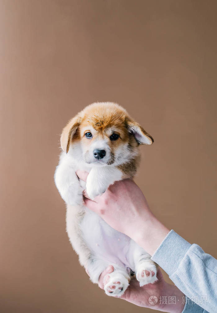 手握在手掌小狗韦尔什科尔基佩布罗克在棕色背景