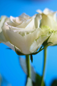 美丽的，明亮的，柔嫩的，白色的玫瑰，女性的手，蓝色的背景，接近明信片或海报或海报，象征着温柔和女性化。