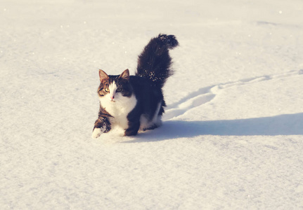 一只可爱的小猫，在冬天的雪地上有一条毛茸茸的尾巴