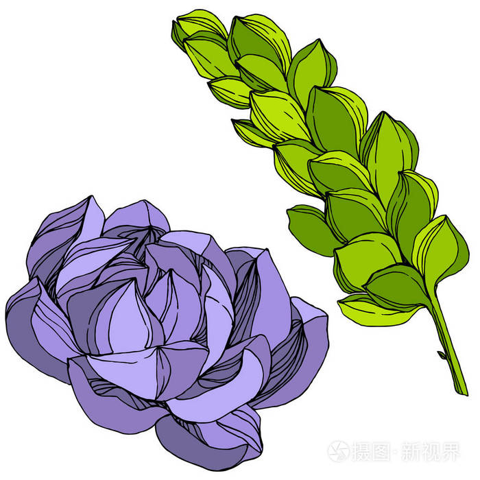 向量丛林植物多汁的花 雕刻的水墨艺术插图 分离的肉质插图元素插画 正版商用图片 摄图新视界