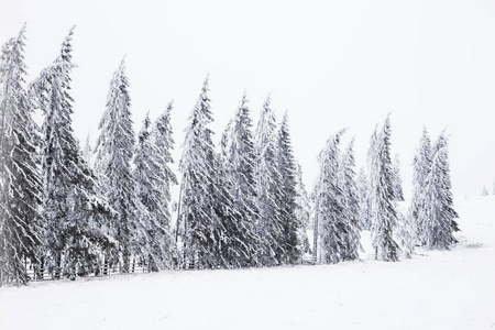 冬季仙境雪杉树