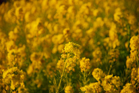 神奈川县舒南 azumayama 公园的 canola 花园关闭