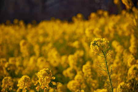 神奈川县舒南 azumayama 公园的 canola 花园关闭