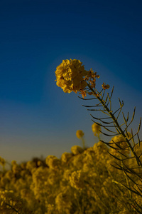 神奈川县舒南 azumayama 公园的 canola 花园关闭