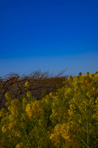 神奈川县舒南 azumayama 公园的 canola 花园