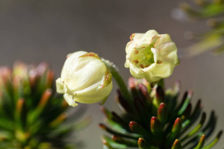 植物特写摄影阳光明媚的一天,金花西伯利亚桧(桧)药用常绿针叶植物的