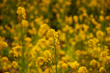 神奈川县舒南 azumayama 公园的 canola 花园关闭