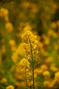 神奈川县舒南 azumayama 公园的 canola 花园关闭