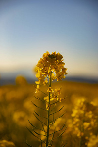 神奈川县舒南 azumayama 公园的 canola 花园关闭