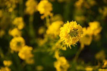 神奈川县舒南 azumayama 公园的 canola 花园关闭