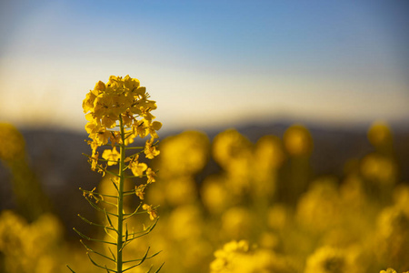 神奈川县舒南 azumayama 公园的 canola 花园