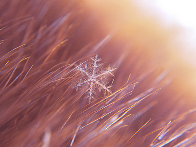 雪花在五颜六色的背景上美丽