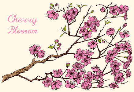 日本樱花, 盛开的樱桃, 木兰或杏仁。有叶子的野花。婚礼植物与叶和芽。植物春天草本植物背景。用涂鸦素描绘制的刻划的手