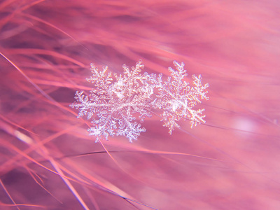 雪花在五颜六色的背景上美丽