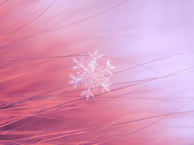 雪花在五颜六色的背景上美丽