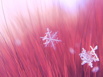 雪花在五颜六色的背景上美丽