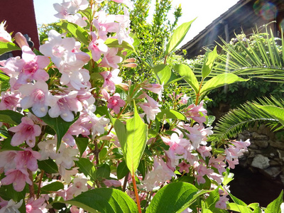 粉红色的树花背景接近